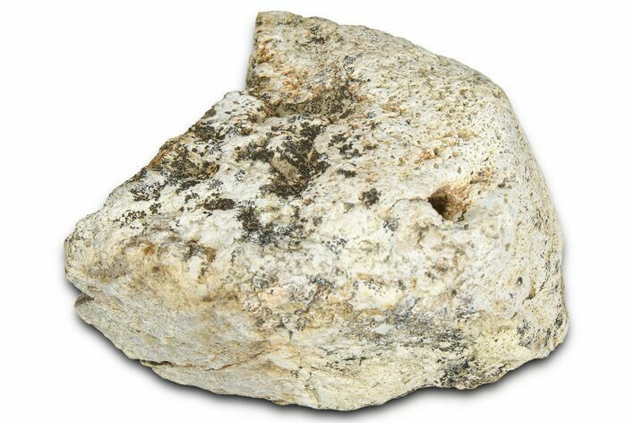 Dinosaur (Triceratops) Frill Shield Section - Montana #366628
